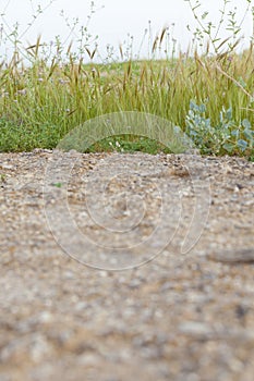 Dirt road with vegetation line