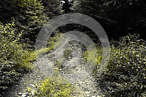 Dirt road with vegetation and trees in rural Pennsylvania