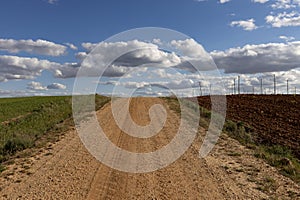 Dirt road with vineyards in La Horra, Burgos, Spain