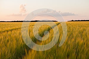 Dirt Road in a wheat field