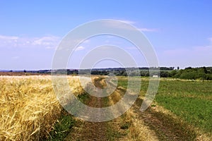 A dirt road between the wheat field and green grass