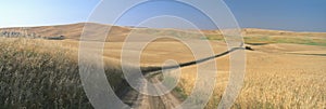 Dirt road through wheat field, Kamiak Butte, S.E. Washington