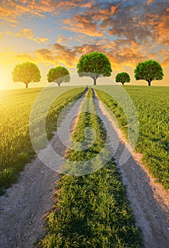 Dirt road in wheat field at sunset.