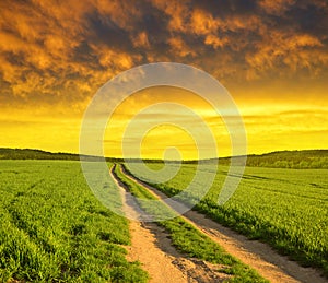 Dirt road in wheat field at sunset.