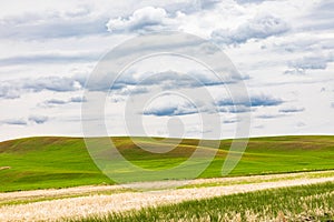 Dirt road through wheat fields in the Palouse hills