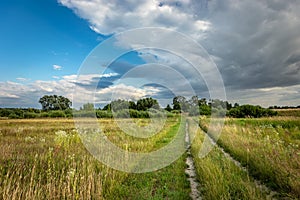 Dirt road through a wild meadow, trees on the horizon and gray cloud on sky