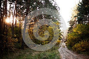 Dirt road winding through a fog-covered autumn forest. Enchanted trees with vibrant orange and red leaves create a