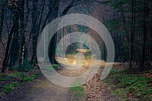 Dirt road winding in the forest during autumn