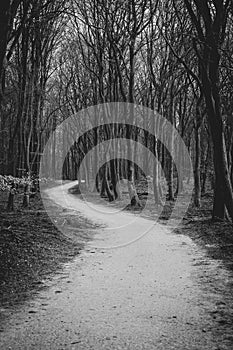 Dirt road winding in the forest during autumn