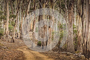 A dirt road winding through a gumtree forest in Australia
