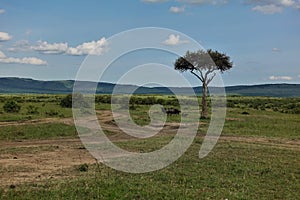 A dirt road winds through the African savannah. A group of wildebeest stands next to a lone tree