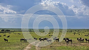 A dirt road winds through the green grass of the savannah.