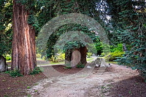 Dirt road that winds between large trees in a Japanese garden.