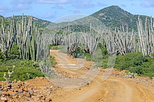 A dirt road winds through tall growing kadushi cacti on the caribbean island Bonaire
