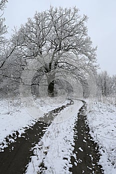 dirt road in winter forest