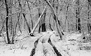 dirt road in winter forest