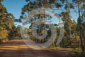 Dirt road with wooden farm gate and trees