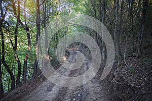 dirt road through the woods