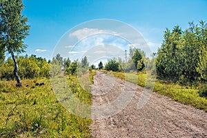 Dirt road in the woods