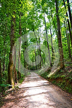 A dirt road through the woods in the mountains.