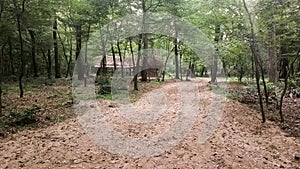 Dirt road through the woods, near a small cottage