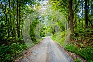 Dirt road through woods, in the rural Shenandoah Valley, Virginia.