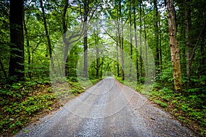 Dirt road through woods, in the rural Shenandoah Valley, Virginia.