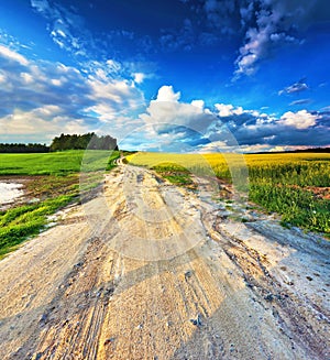 Dirt road into yellow colza and green wheat fields