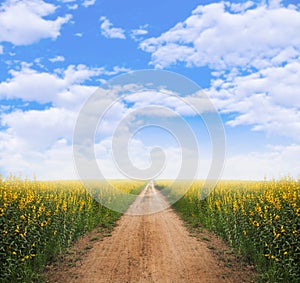 Dirt road into yellow flower fields