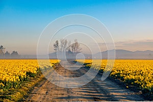 Dirt roads and daffodil fields