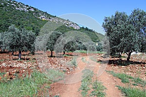 Dirt rosd and olive trees