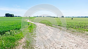 A dirt rural road in an agricultural field. Winding country road and green farmland