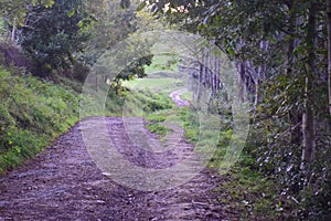 dirt rural road along the trees. On the Way of St. James