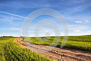 Dirt rural road in a green wheat field