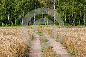 A dirt rural road through an rye sown agricultural field