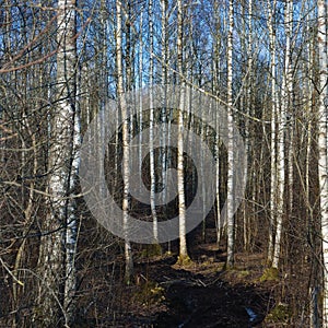 Dirt Rural Road Season Ruts, Wild Early Spring Mire, March Birch Tree Forest, Dirty Muddy Heavy Vehicle Tracks, Large Detailed photo