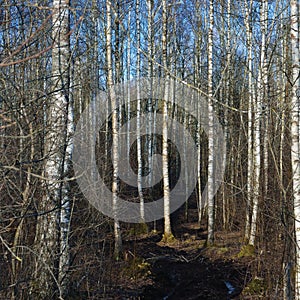 Dirt Rural Road Season Ruts, Wild Early Spring Mire, March Birch Tree Forest, Dirty Muddy Heavy Vehicle Tracks, Large Detailed