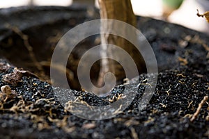 Dirt soil in black