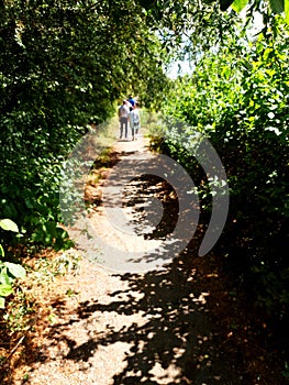 Dirt track in a copse