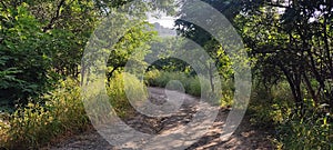 Dirt Track Covered With Green Trees