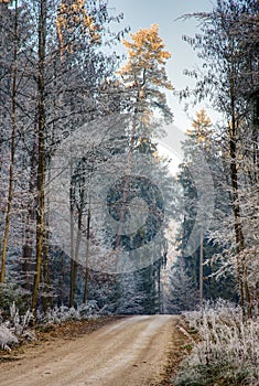 Dirt track through a forest with frosted trees