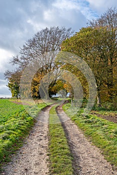 Dirt track leading to woods