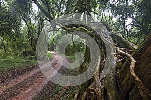 Dirt track running past an old tree in mist covered forest