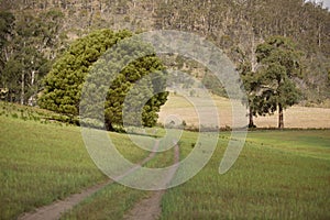 Dirt track through a rural pasture towards a large tree