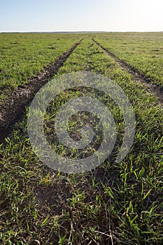 Dirt track for vehicles in a green grassy pasture