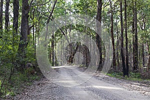 A dirt track in the Wollemi National Park in regional New South Wales