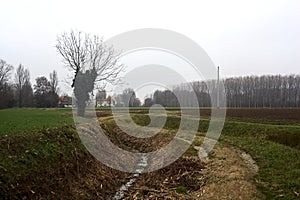 Dirt trail with a bare tree covered by ivy at its edge between fields on a cloudy day in the italian countryside