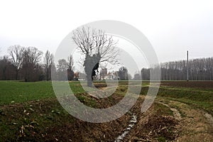 Dirt trail with a bare tree covered by ivy at its edge between fields on a cloudy day in the italian countryside