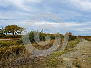 Dirt Trail with a creek