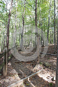 A dirt trail crossed by tree roots and lined with a wood fence on the Cox Mountain Trail in Eno river State Park